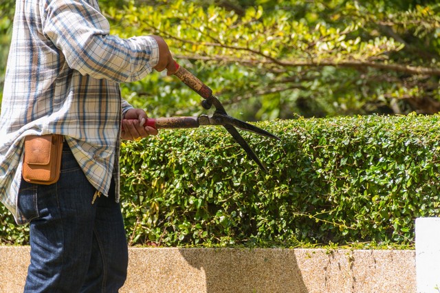 Garden Maintenance Plumstead, SE18